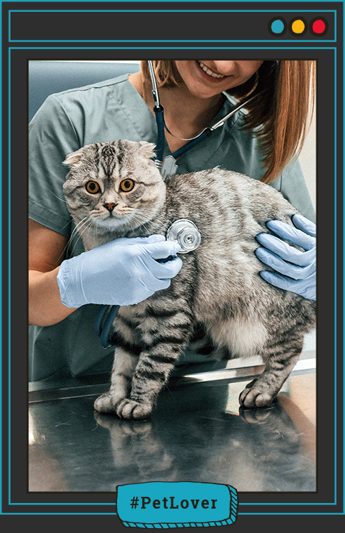 transmisión toxoplasmosis